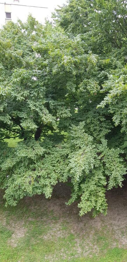Orhideja Osijek Apartment Luaran gambar